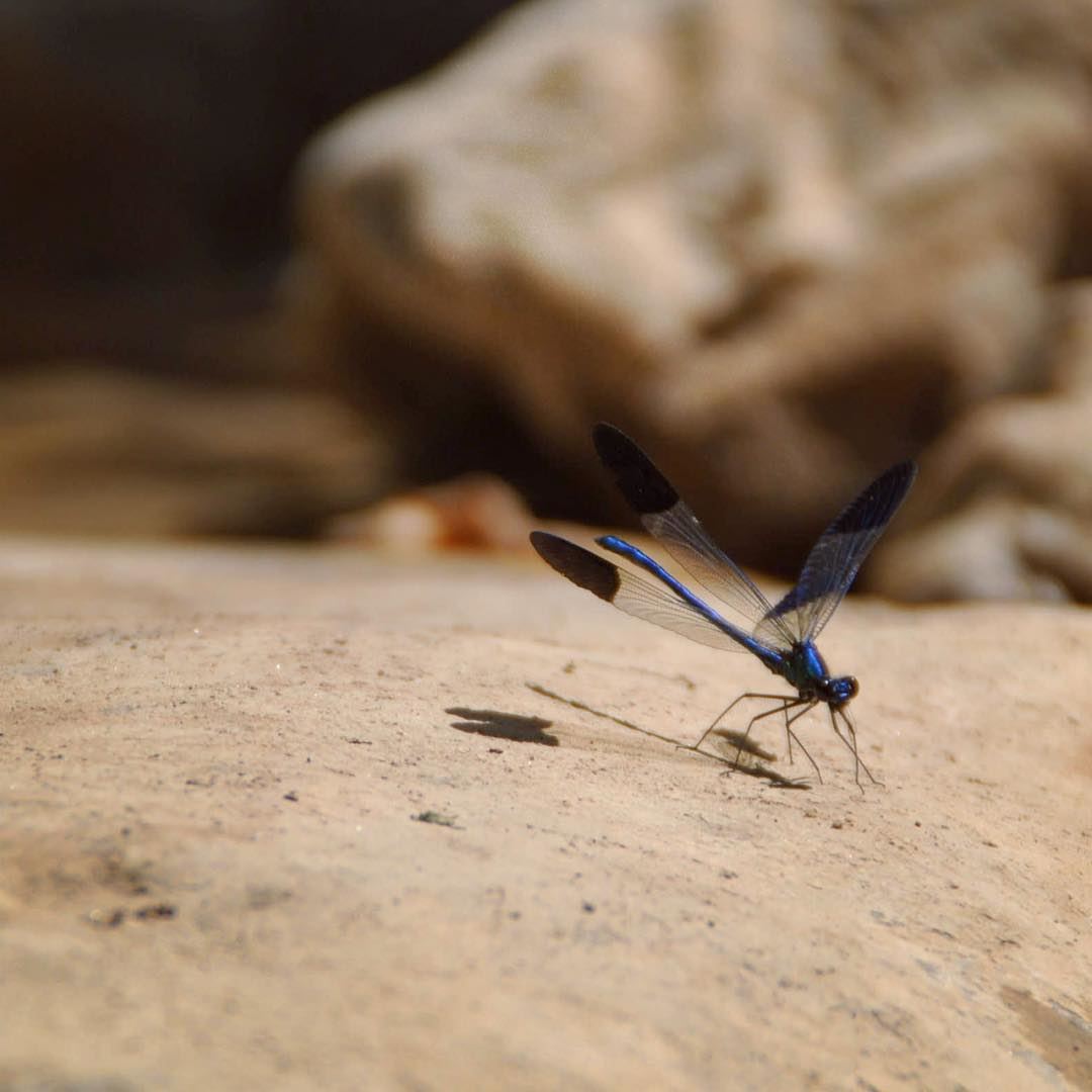 Delicate beauty. dragonfly  blue  beauty  insect  fly  lake  river ... (Chouwen Lake)