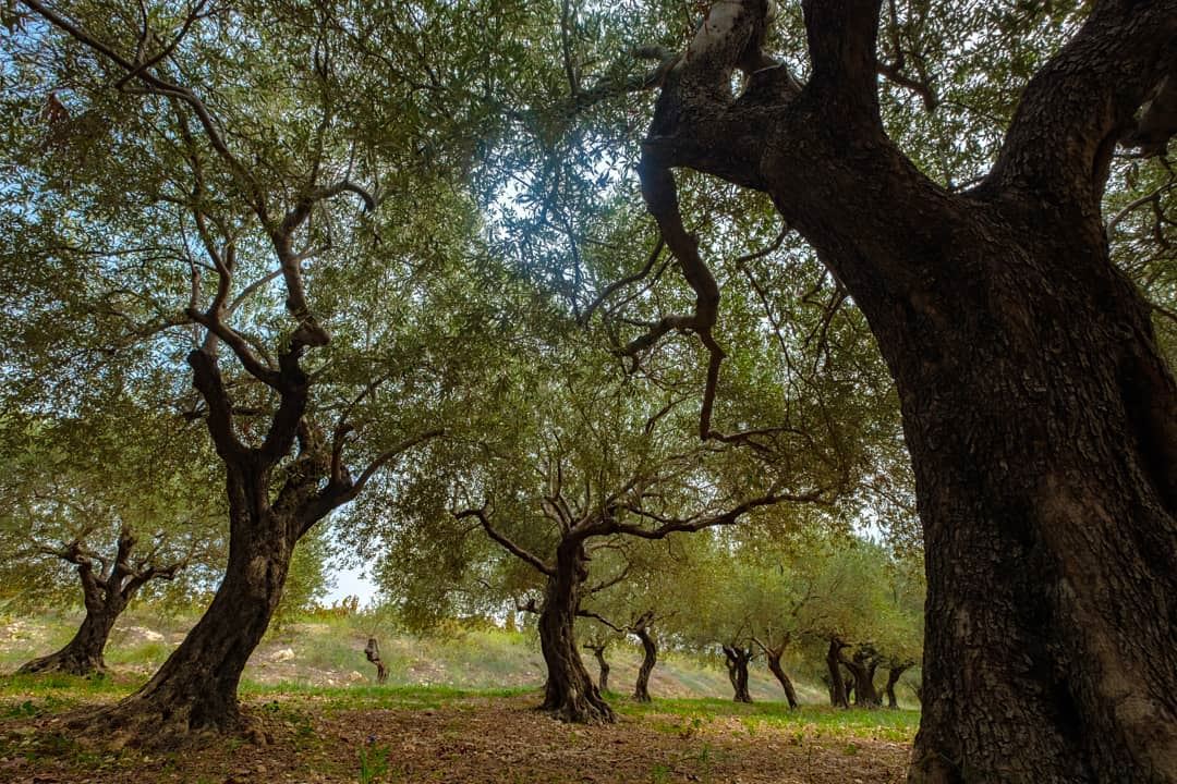Did you know that trees secretly talk with each other? 😀😉💙📷...... (Batroun IXIR Winery)