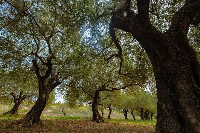 Did you know that trees secretly talk with each other? 😀😉💙📷...... (Batroun IXIR Winery)