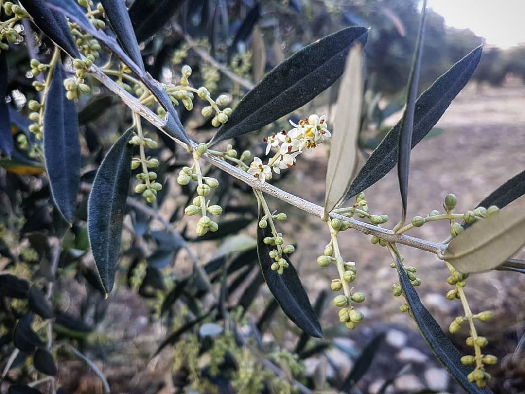  DidYouKnow Olive trees bloom in late spring in areas with Mediterranean...