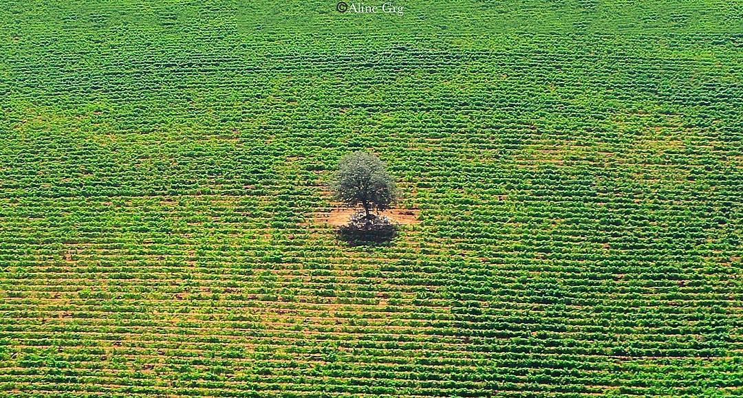 •Different is always Attractive• 🌳 throwback  quote  bedifferent  nature... (West Bekaa)