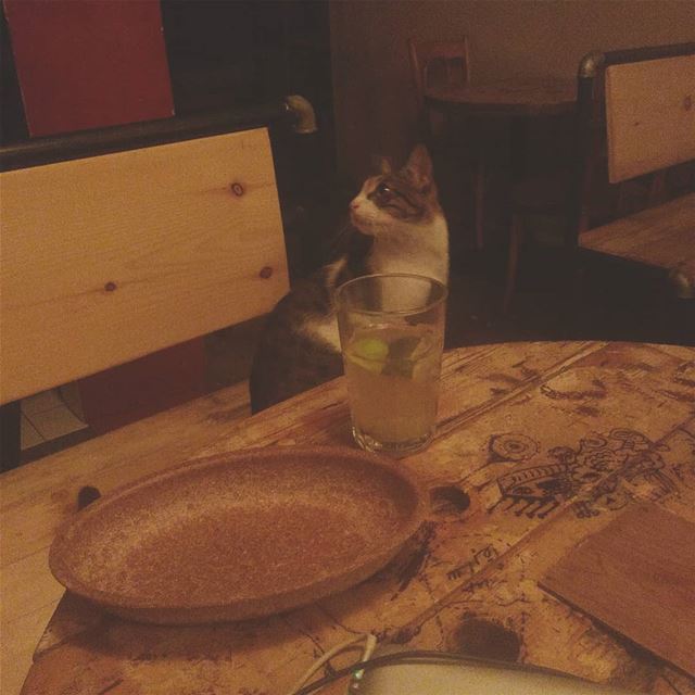 Dinner date with  Antar[tica] my domesticated but always wild at heart cat! (Demo)