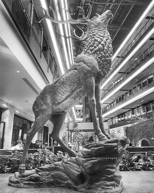 Dinner.. with the Deer 🦌😁 * bnw  bnw_captures  bnw_planet  bw ... (The Westin Doha Hotel & Spa)