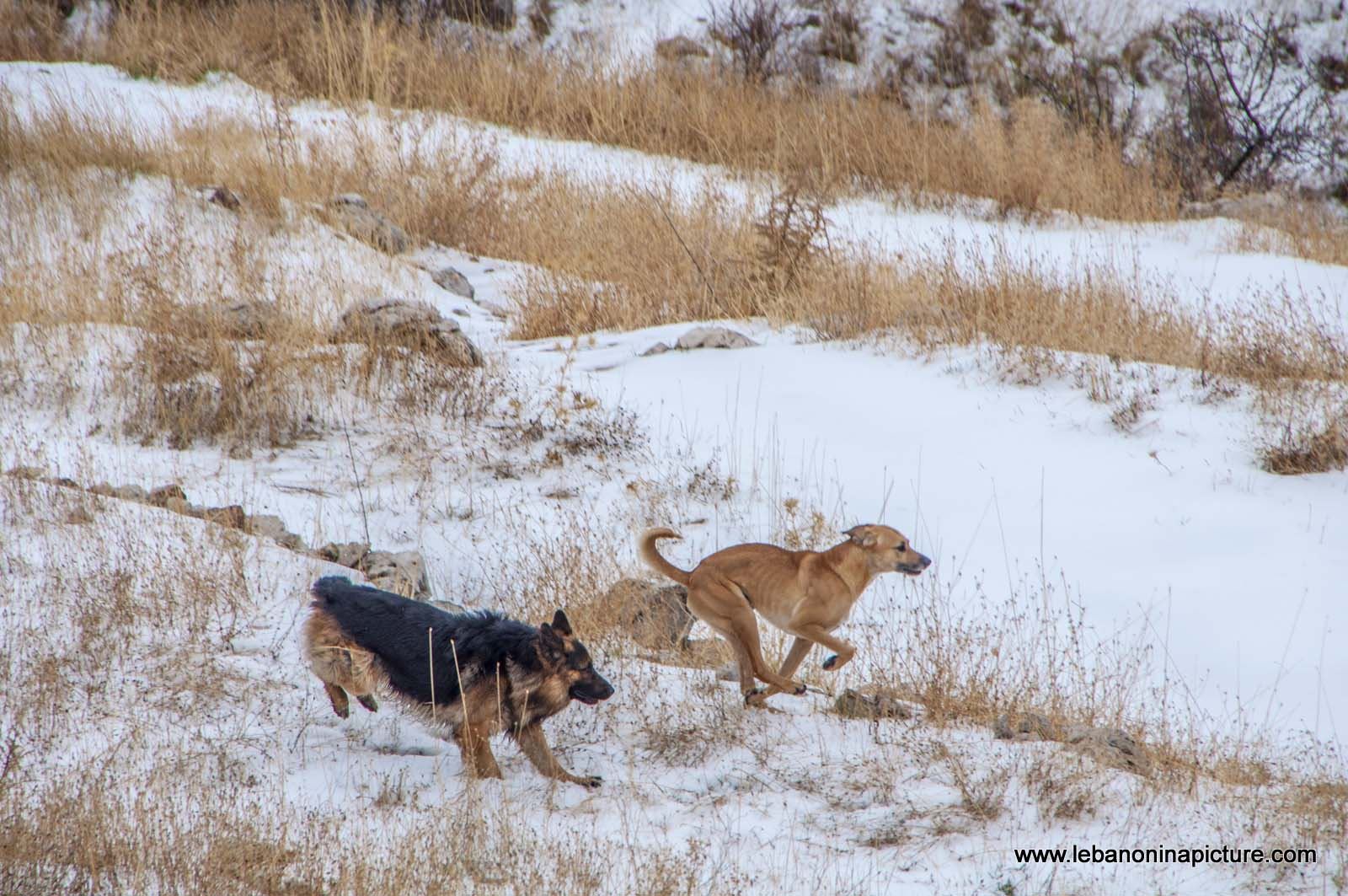 Dogs Playing on the Snow (Tannourine, Lebanon)
