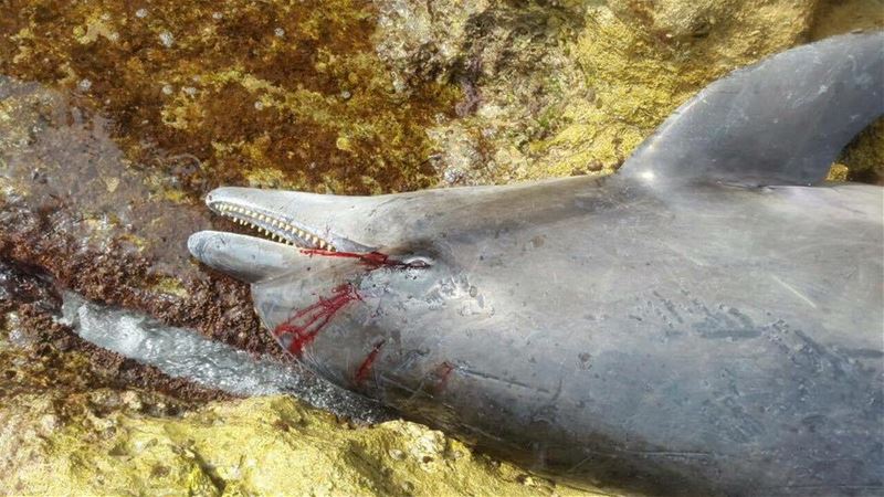 Dolphin Found and Killed in Tabarja