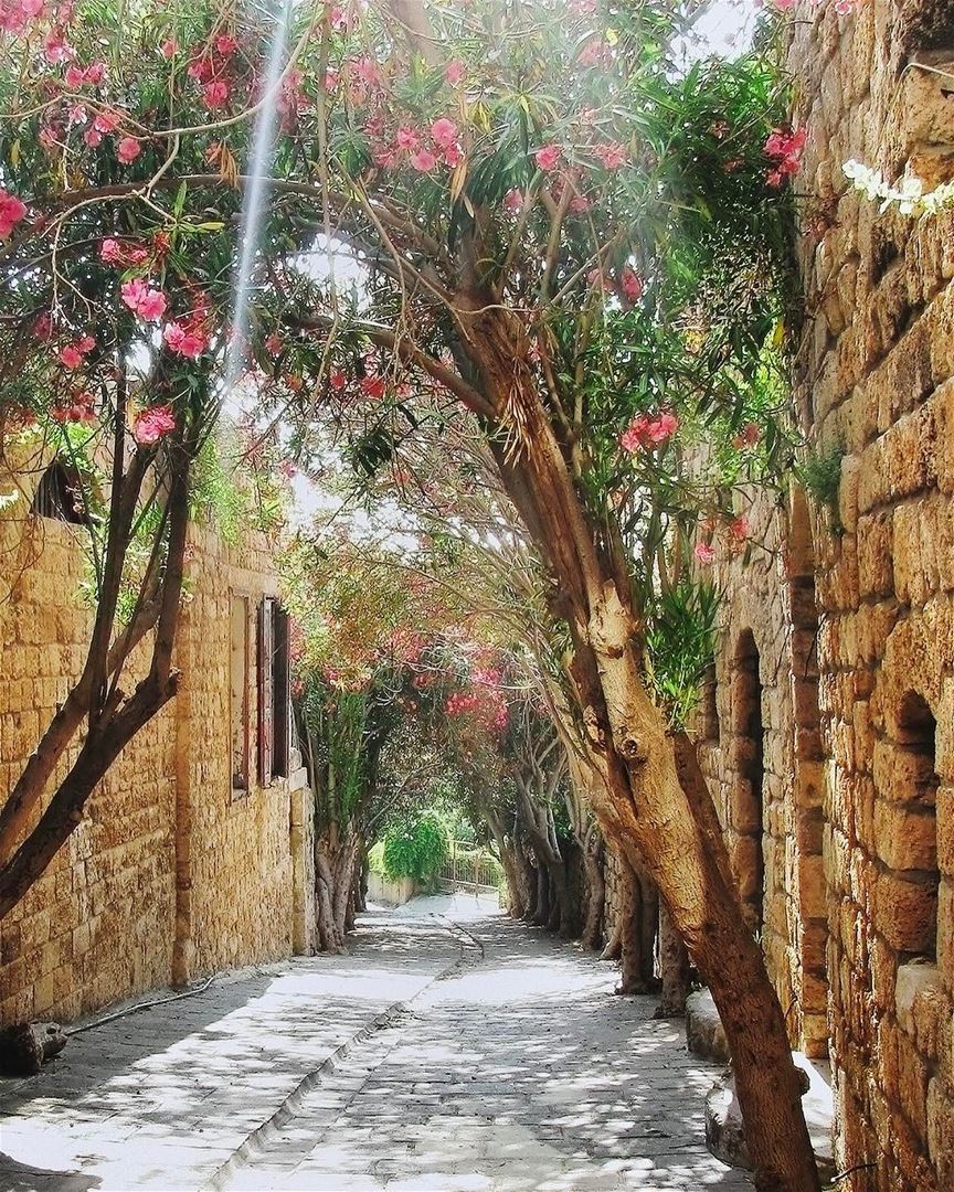 Domingo de paz e tranquilidade em uma agradável rua arborizada de Byblos 🇱 (Byblos, Lebanon)