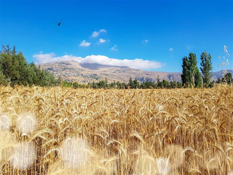 Don't say its wheat until you harvest it! 🌾 GoodMorning GoodVibesOnly... (Beqaa Governorate)