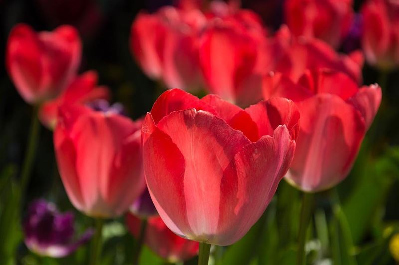 Dressed in red...from the  spring of  istanbul  turkey  tulips  nature ...