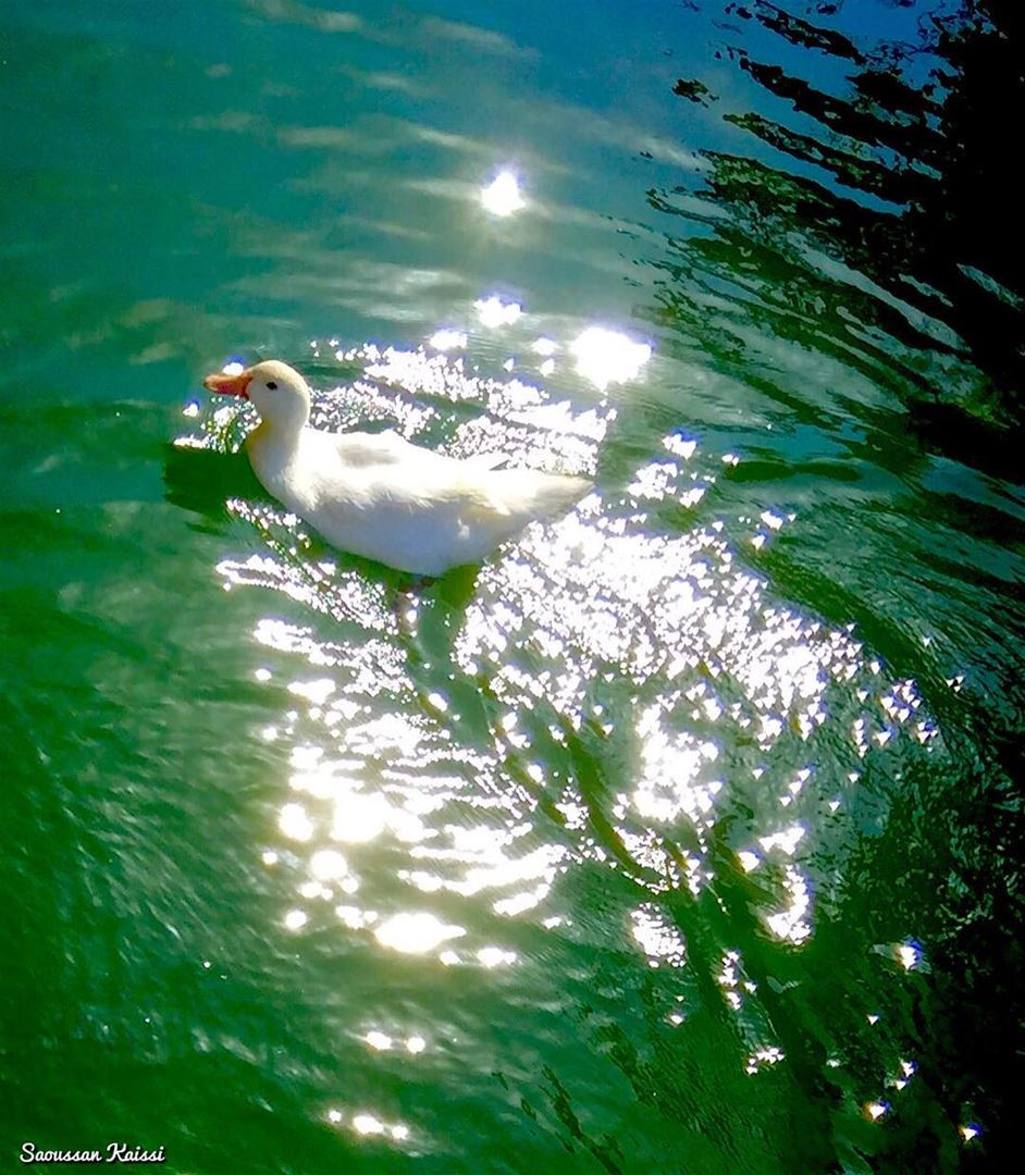  duck  lac  beautiful ...