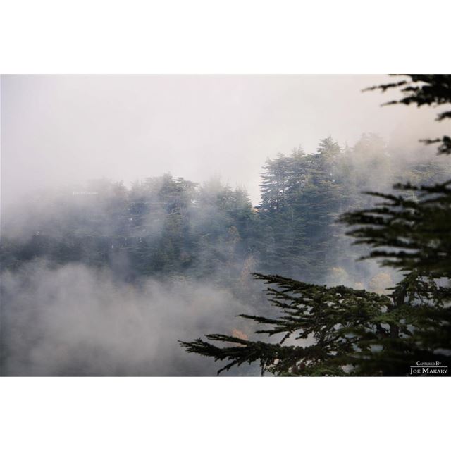  ehden  ehdenreserve  ehdennaturereserve  trees  cedars  fog  clouds ...