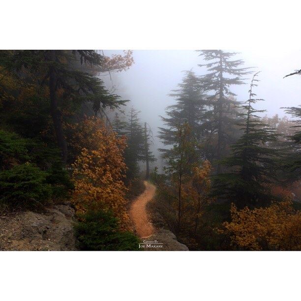  ehden  ehdenreserve  road  nature  trees  forest  fog  autumn  colors ...