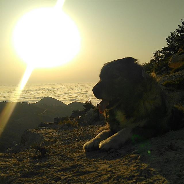  Ehden  madeinehden  liveloveehden  dog  bogger  mikesportlb  sunset ... (Ehden Adventures)