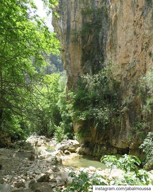 Embrace the beauty of nature. JabalMoussa unescomab  unesco ... (Jabal Moussa Biosphere Reserve)