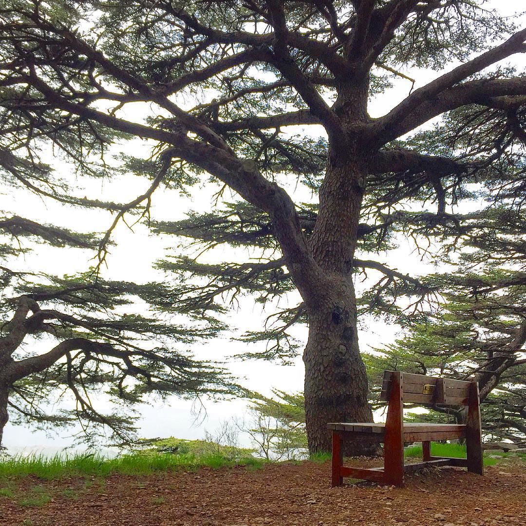  empty  seat  hiking  nature  naturelovers  naturecolors  cedar  trees ... (Barouk Cedar Forest)