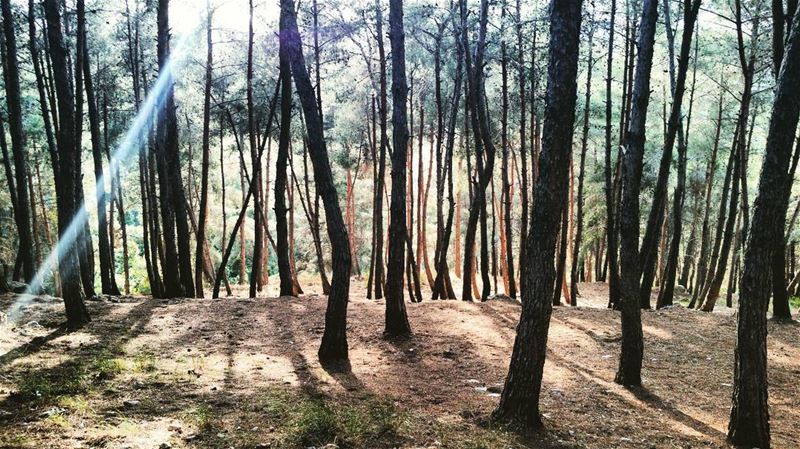 Enchanted  elmashroo3  forest  tibnine  lebanon  instagramers ... (Tibnin)