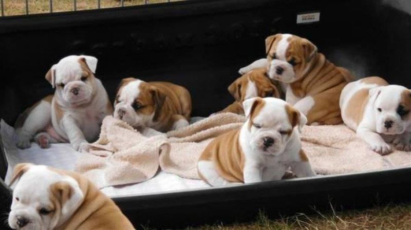 English Bulldog pups for adoption