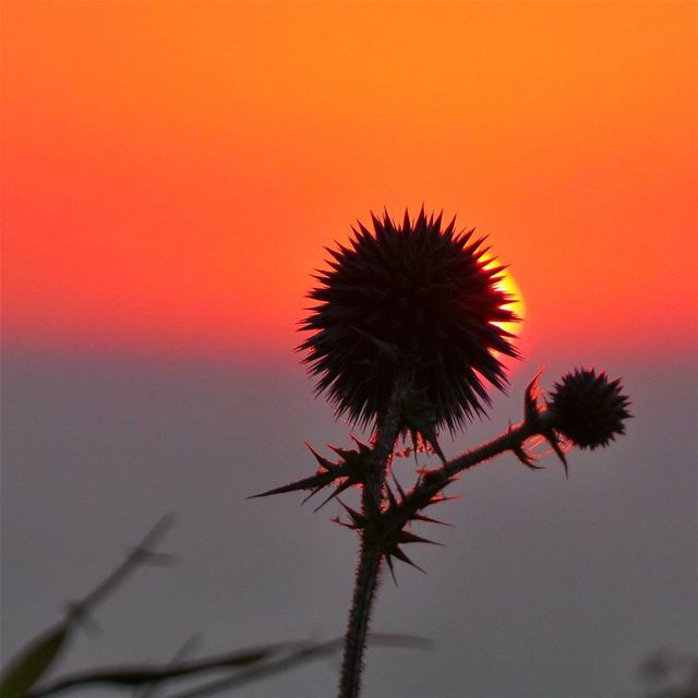 Enjoy every sunset ❤--------------------------------- nikontop_ ... (Baakline, Mont-Liban, Lebanon)