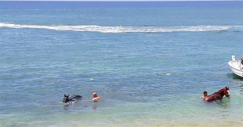 Even horses are enjoying the amazing Mediterranean Sea 🌊🌊🌊 🐴🐴🐴 ... (طرابلس - الميناء)