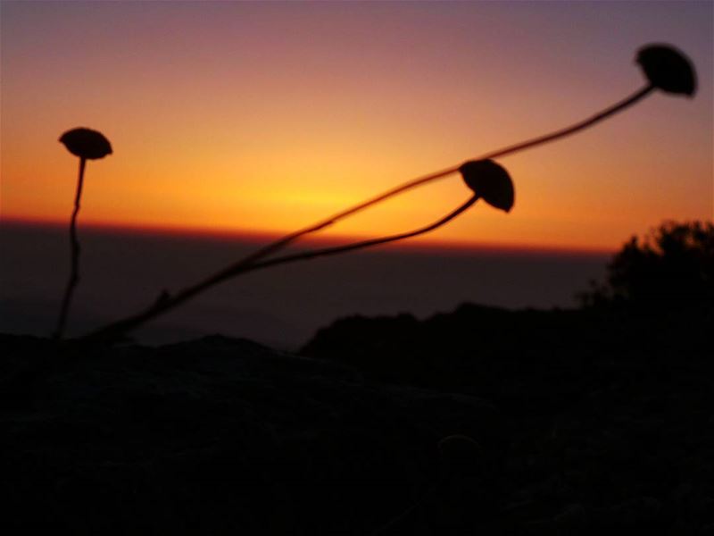Every day brings new choices. nikontop_  nikonworld  bns_sky  bns_sunset ... (Shouf Biosphere Reserve)