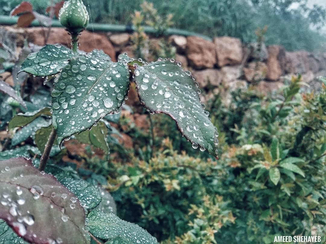 "Every dew-drop and rain-drop had a whole heaven within it."-Longfellow.... (Aley District)