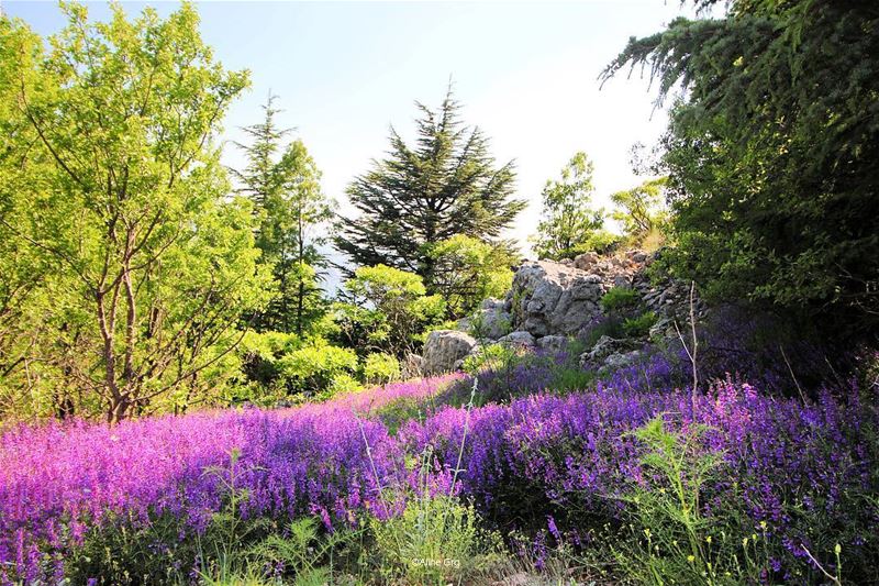 "Every Flower is a Soul blossoming in Nature" 🌺🌲💜 baroukmountain  soul... (Shouf Biosphere Reserve)