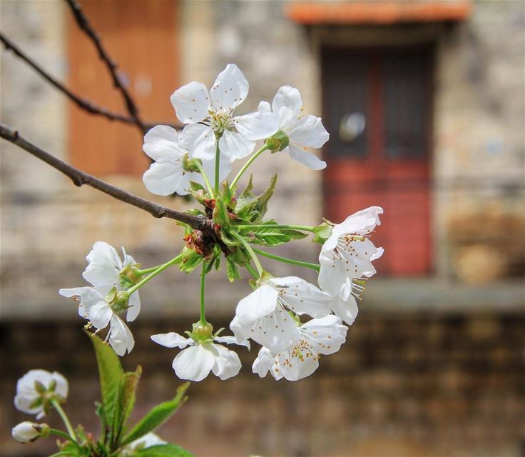 Every home built next to the trees has a blossom season.  lebanesehouses ... (Beïno, Liban-Nord, Lebanon)