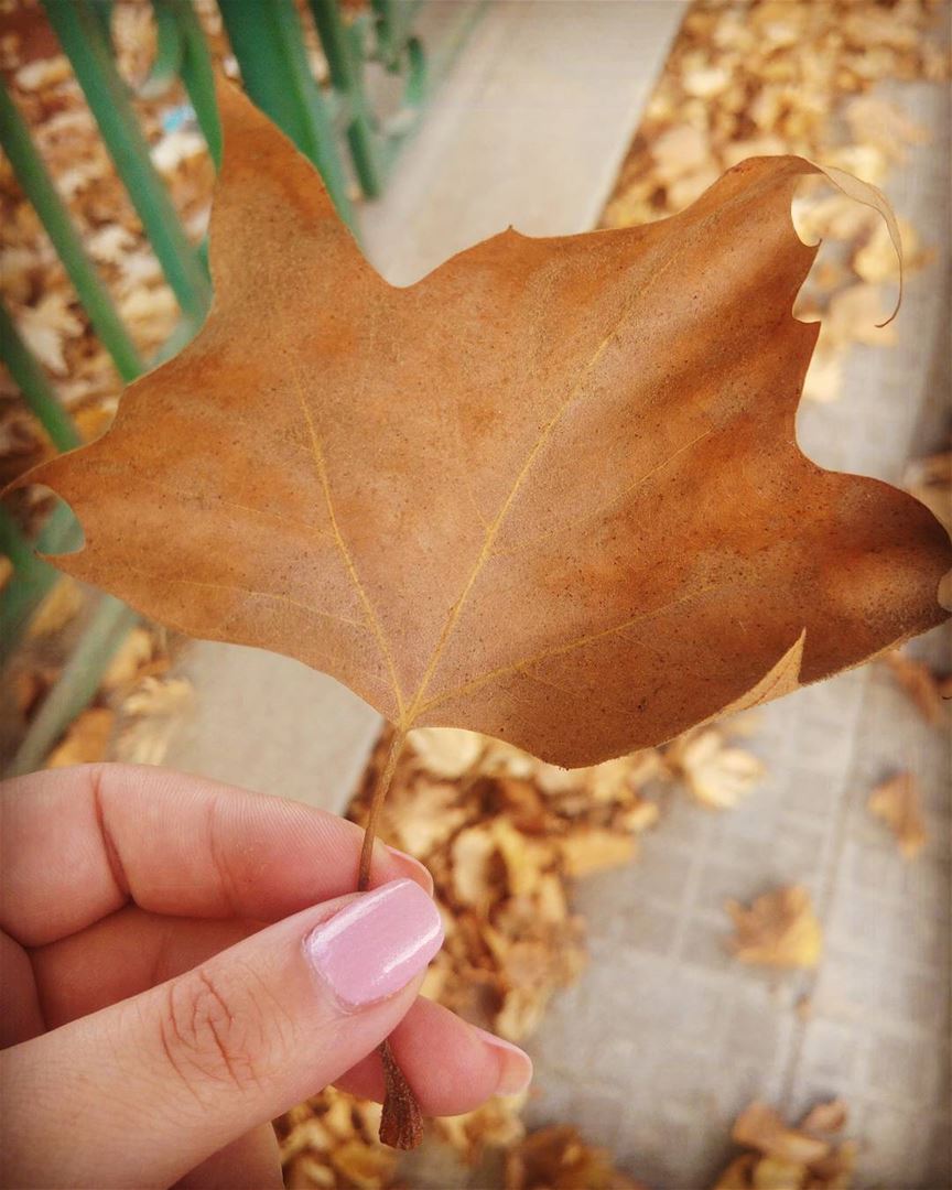 💫Every leaf speaks bliss to me, fluttering from the autumn tree 🍁... (Sawfar, Mont-Liban, Lebanon)