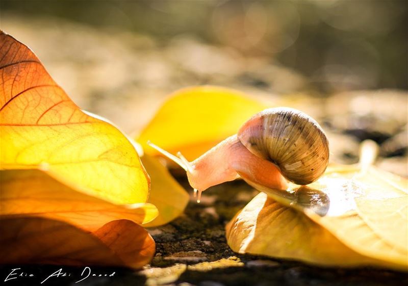 Everybody seems to be enjoying Autumn 🍂  snail  fall  autumn  leaves ...