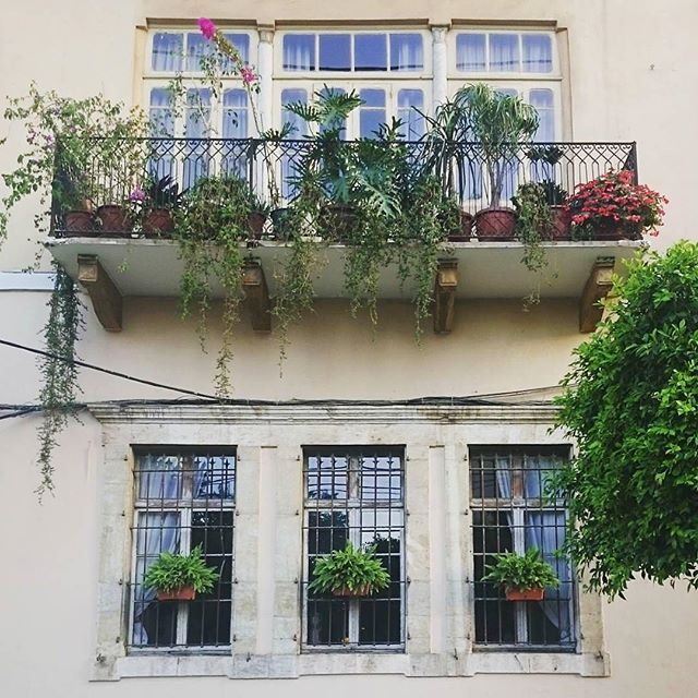 Everyone has their own green space 🌿💚 (Beirut, Lebanon)