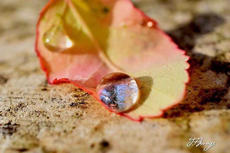 "Everything in our world, even a drop of dew, is a microcosm of the... (Chemlane, Mont-Liban, Lebanon)