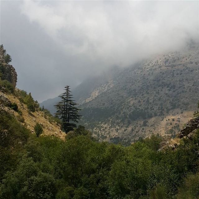Evey photo that has a cedar is beautiful  mountains  northlebanon ...