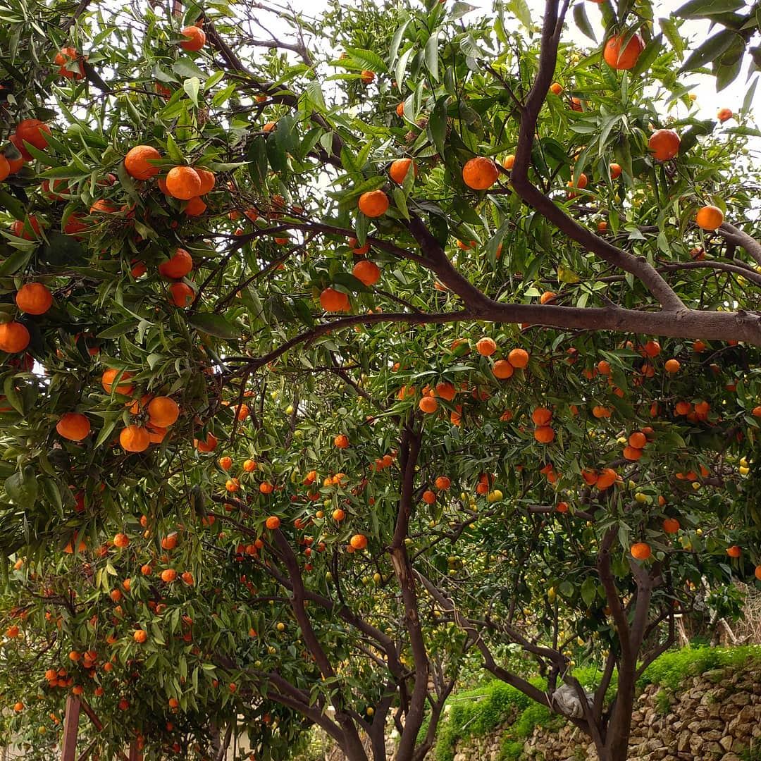 Explosion of clementines on a street corner.  orchard  citrus  fruittrees ... (Kfarhim)