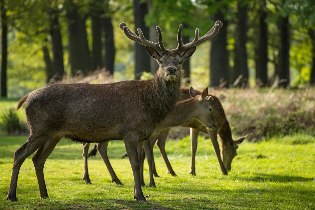 Eyes on you!...shot in the heart on  england,  richmondpark  deer  redstag...
