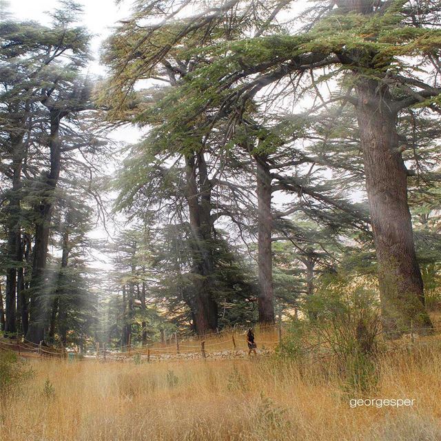 👉🏻facebook: @georgesper👈🏻.... proudlylebanese  beautifullebanon ... (The Cedars of Lebanon)