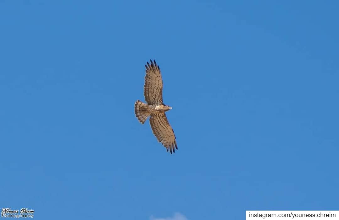  falcon  bird  nature  southlebanon  houninealfawka  lebanon  sky ...