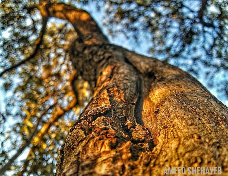 🍁🍂  fall  autumn  tree  photography  aleydistrict  aley  lebanon_hdr ...