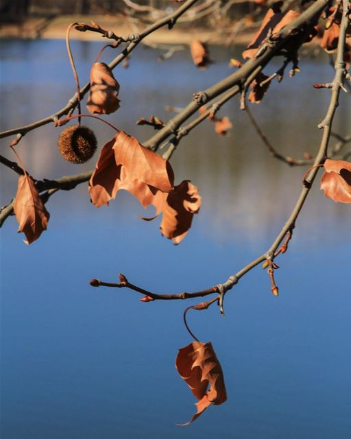 Fall has started 🍂🍁  leaves  autumn  autumnleaves  leaves  tree  pond ...