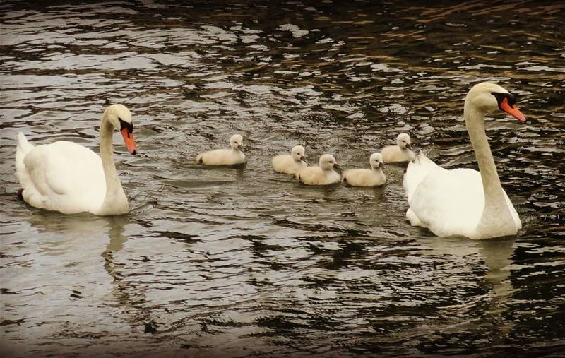 Family photo 📷 👌  Swan  Cuteness  Family  POTD  Insta_Jezzine ... (Lac de Bnachii)