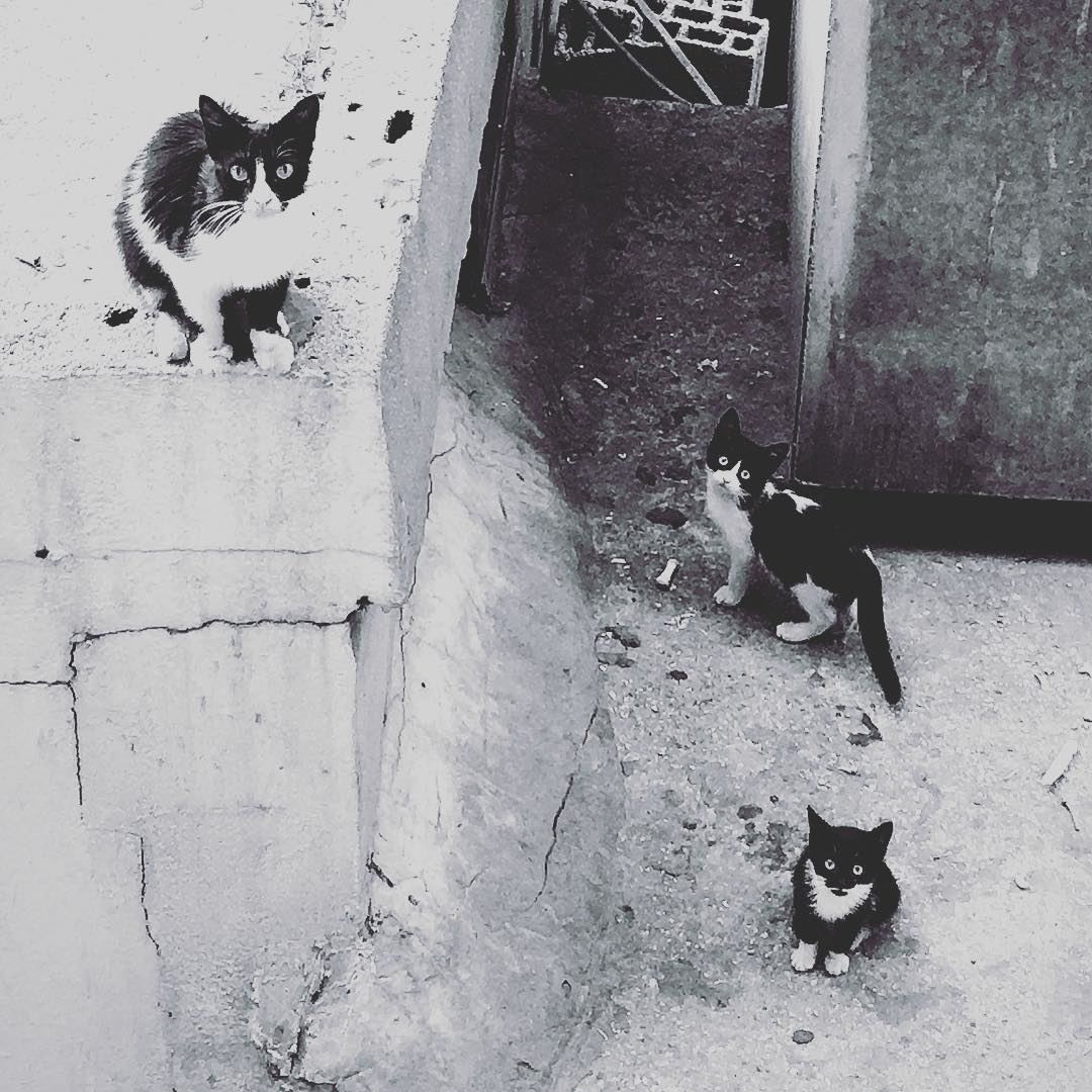 Family Portrait. cats  cat  catsofinstagram  cats_of_instagram ... (Beirut, Lebanon)