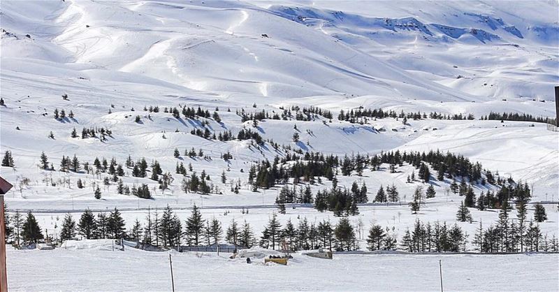 Field of dreams 💫-- snow beirut lebanon wednesday instagram march 2017... (El Arz, Liban-Nord, Lebanon)