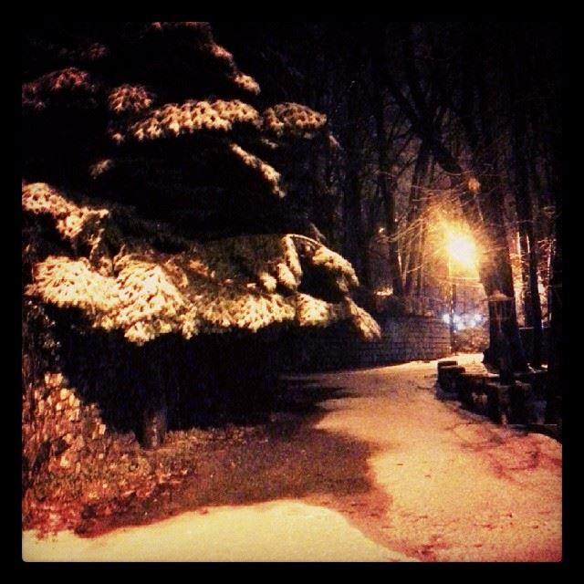  Finally snowing freezing cold winter snow trees faraya...