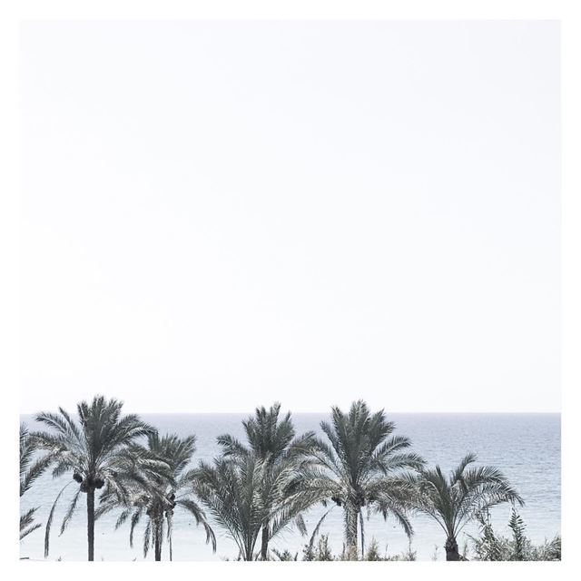 Find me under the palms 🌴 (Ocean Blue)
