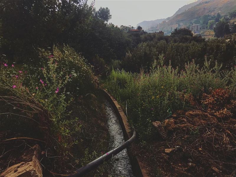 Finding beauty in simple things ❤️..... lebanon  faraya  summer ... (Faraya, Mont-Liban, Lebanon)