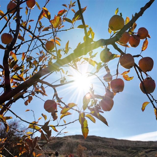 Finding the sunshine ☀️🍎••••••••••••••••••••••••••• sun  sunrise  apple... (Hadath Al Jubbah, Liban-Nord, Lebanon)
