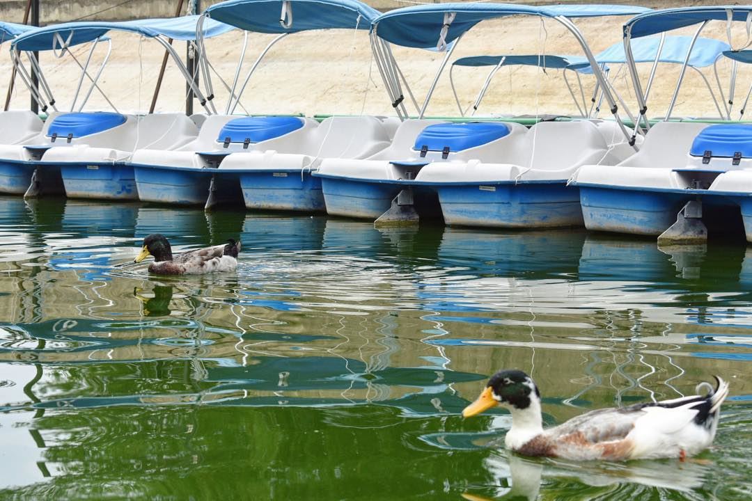 Floating around the lake 🦆💦••••••••••••••••••••••••••••••• lake ... (Zgharta Lac De Bnachii)
