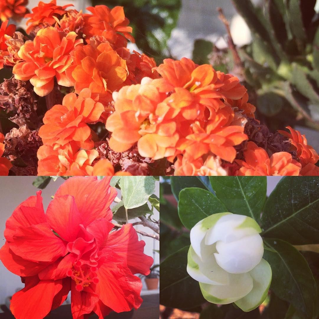  Flower  collection at  mom's  balcony multicolor  summertime  lovenature... (Jbeil Blat)