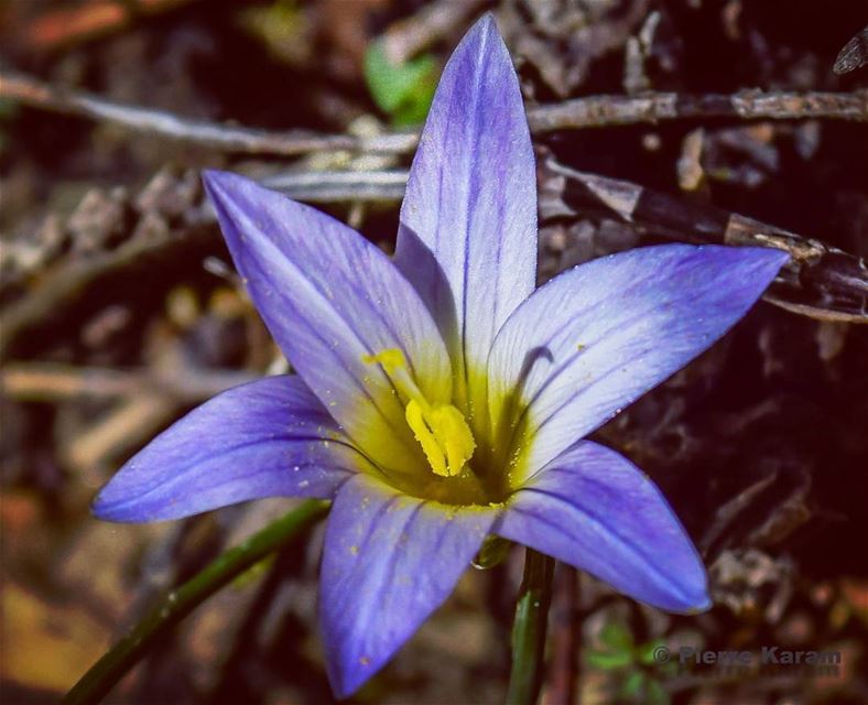  flower  nikon  nikon_photography_  d5300  lebanese  yellow  bleu  lebanon...