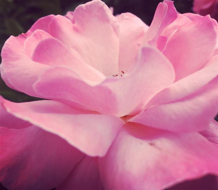  flowers  pink ..  photo  photography  lebanon  young  instagram ...