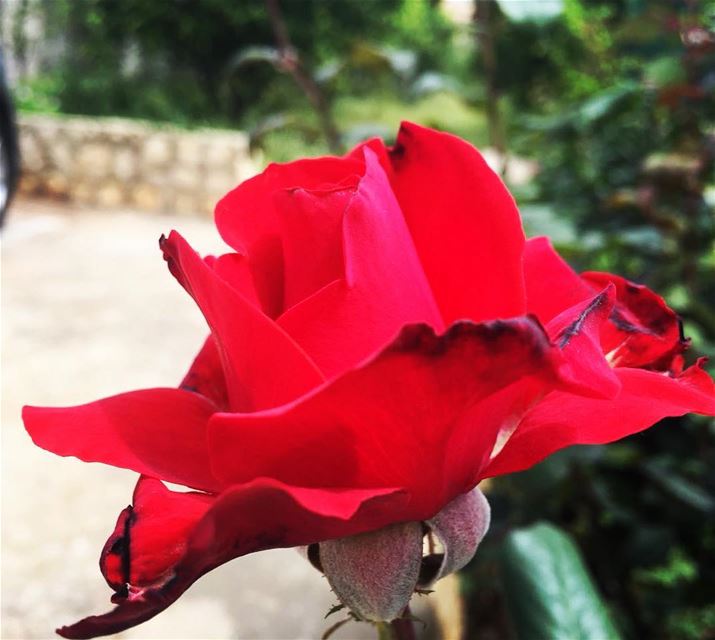  flowers  red..  photo  photography  lebanon  young  instagram ...
