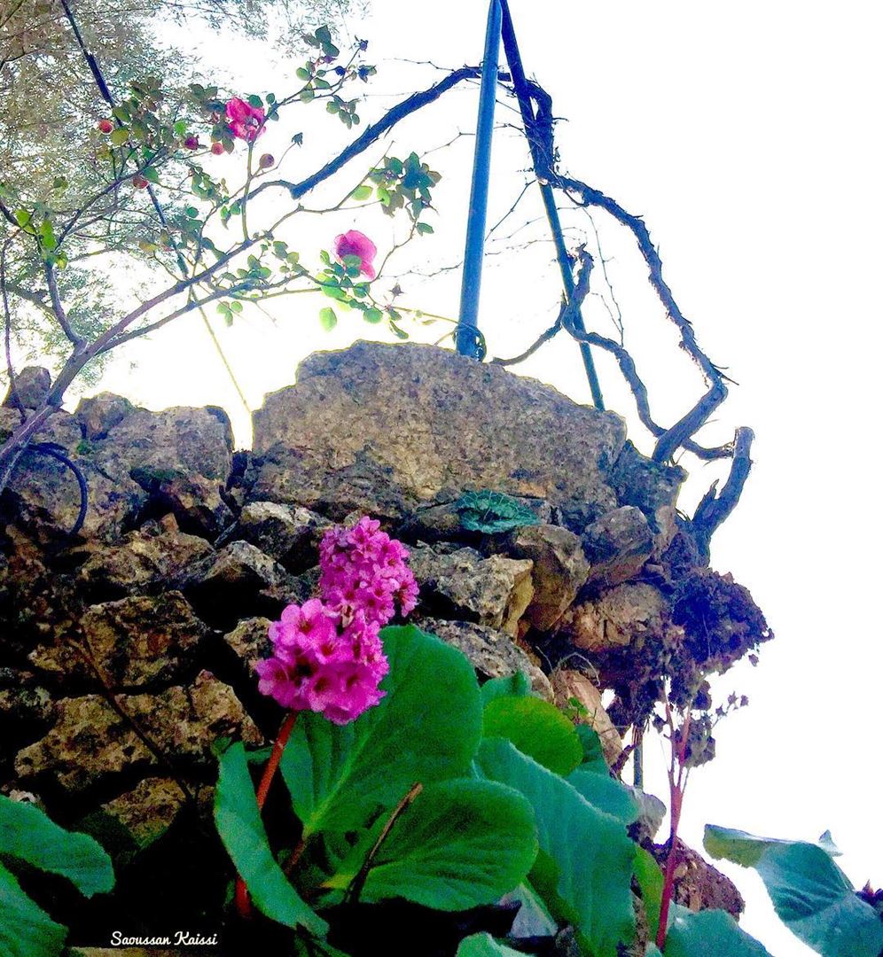  flowers  roses  pink  stones  village  lebanon  simplicity ...